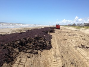 Beach Cleaning at Kahala Kahala Beach Estates offers fabulous beach lots with attractive grounds and beach.