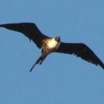 Frigate Bird over Kahala Beach