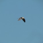White-Tailed Kite over Kahala Beach