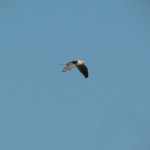 White-Tailed Kite over Kahala Beach in Galveston Texas